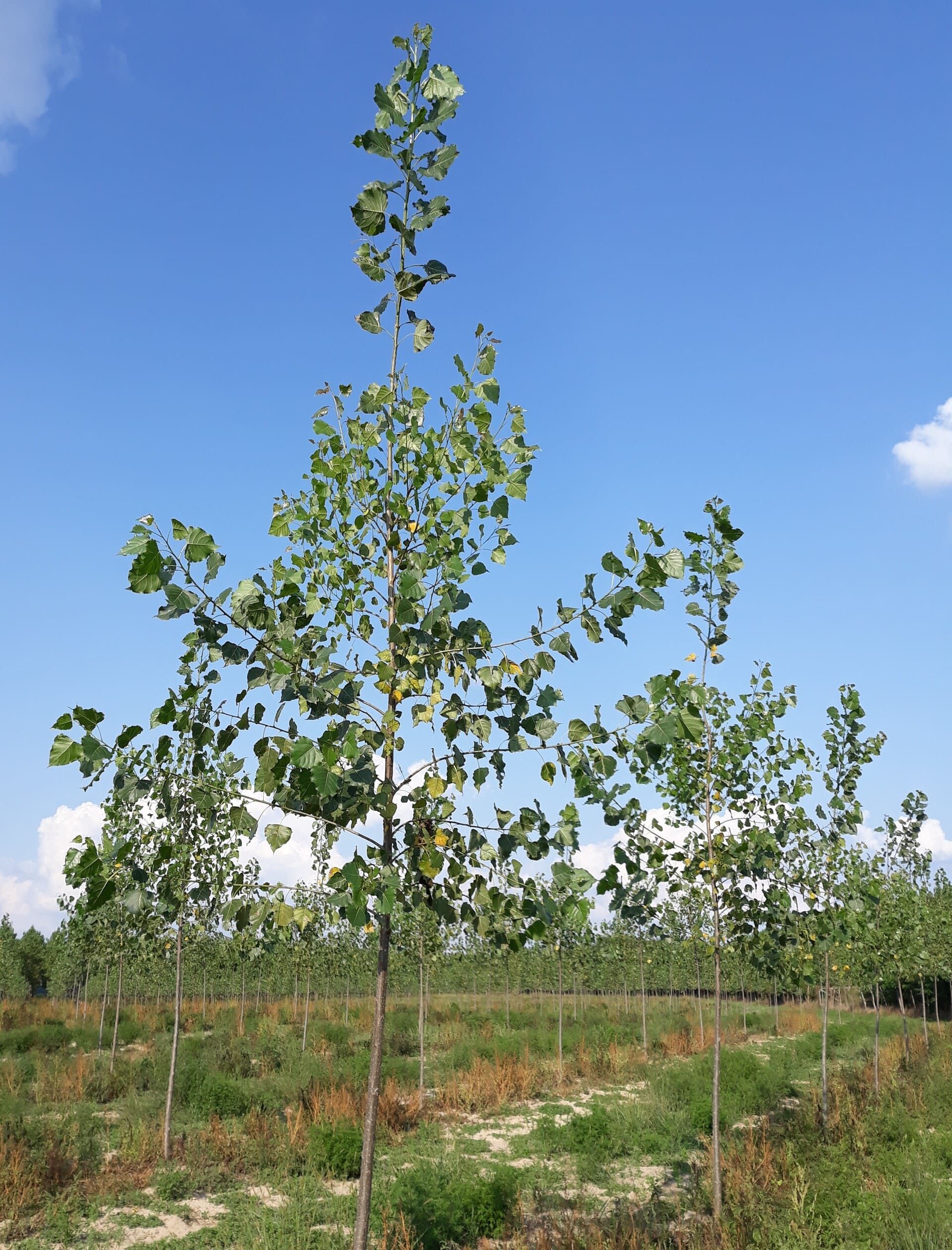 Giovani alberi che crescono in un campo sotto un cielo azzurro, con qualche fogliame verde.
