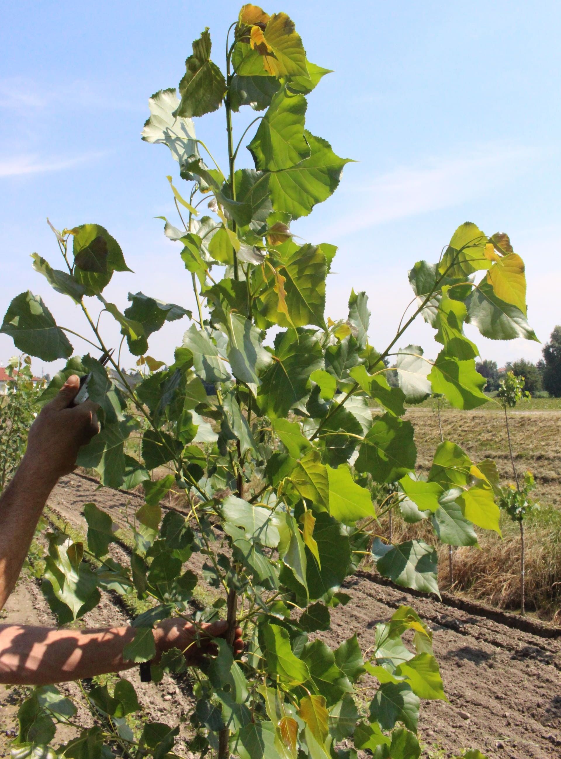Un giovane albero con foglie verdi, tenuto tra le mani da una persona in un campo in una giornata di sole.