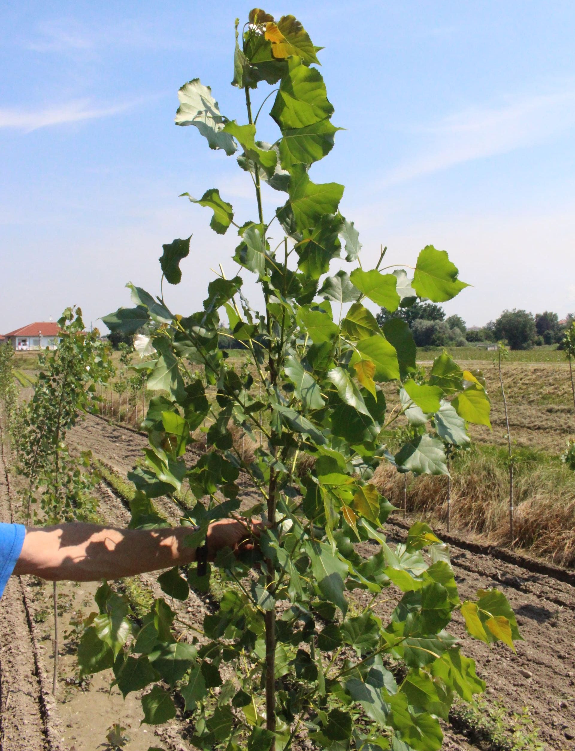Giovane albero con grandi foglie verdi che cresce in un campo in una giornata di sole.