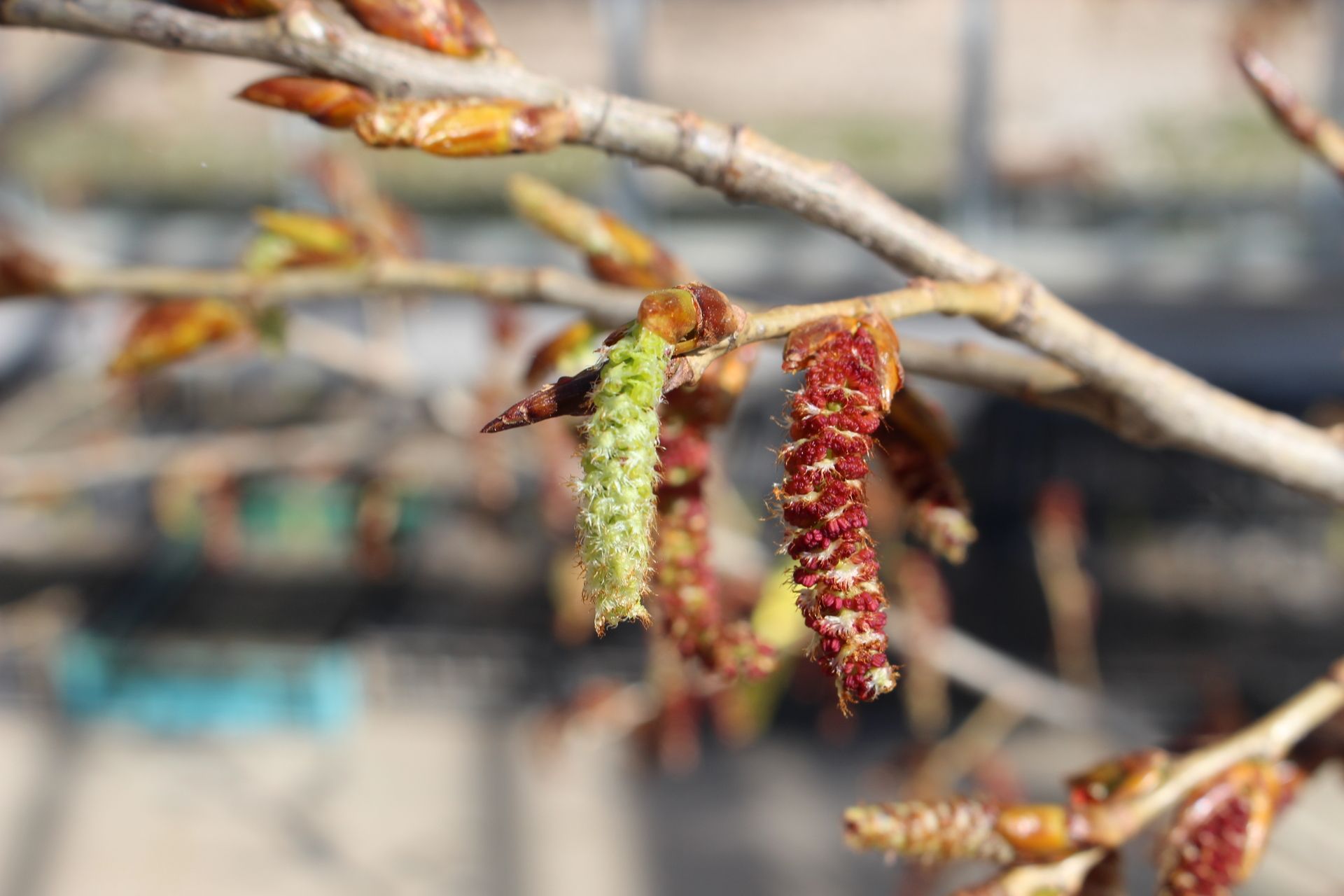Primo piano dei rami di un albero con amenti verdi e rossi all'inizio della primavera.