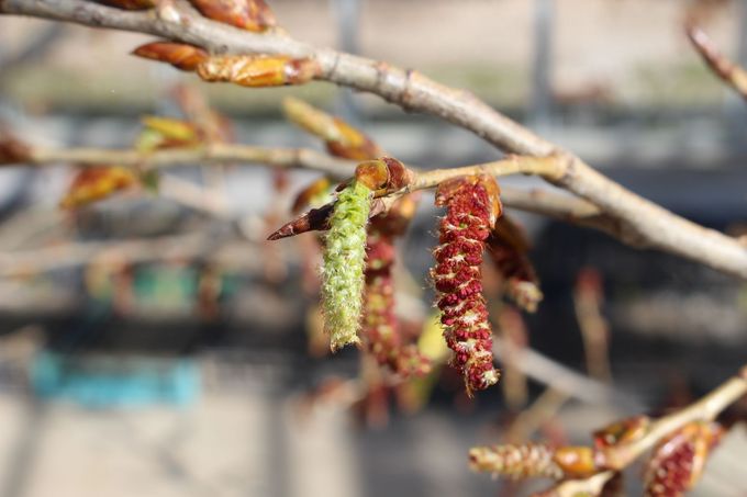 Primo piano dei rami di un albero con amenti verdi e rossi all'inizio della primavera.