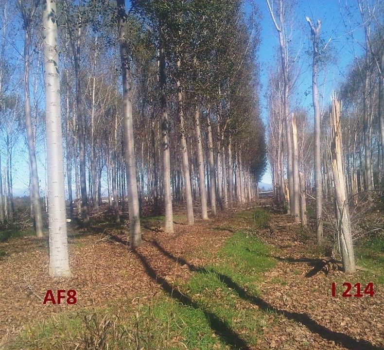 File di alberi spogli in una foresta, con un sentiero erboso e foglie cadute. Etichette 