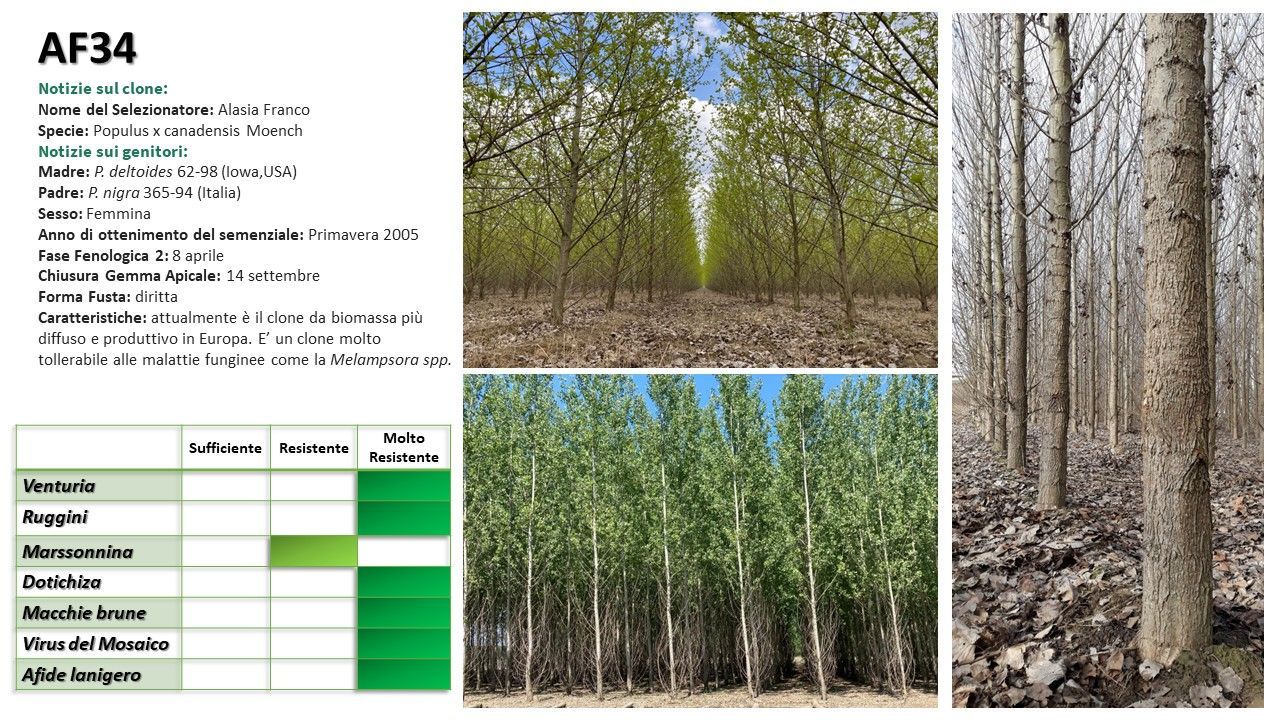 L'immagine mostra una piantagione di alberi e una tabella con i dati sulle caratteristiche delle piante.