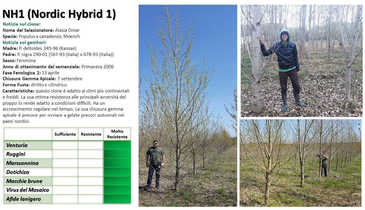 Un albero ibrido nordico 1 con testo informativo e foto dell'albero.
