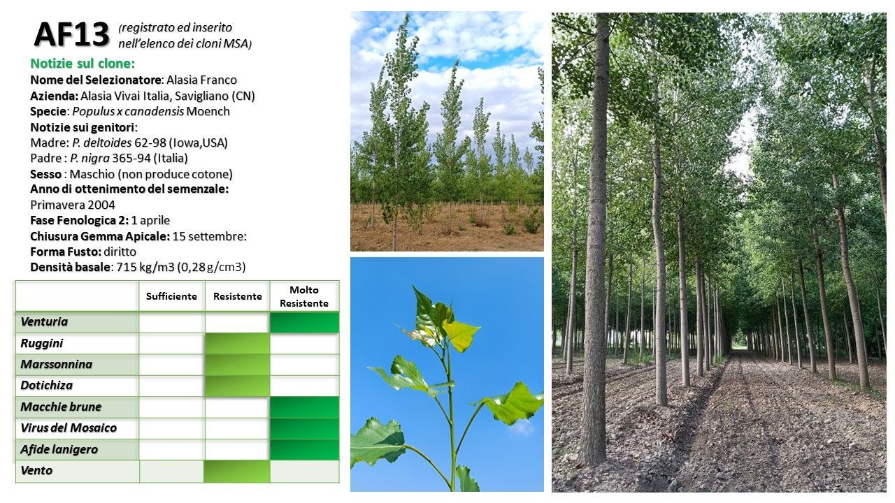 Pioppi AF13; le immagini mostrano giovani alberi, alberi maturi e dettagli delle foglie.