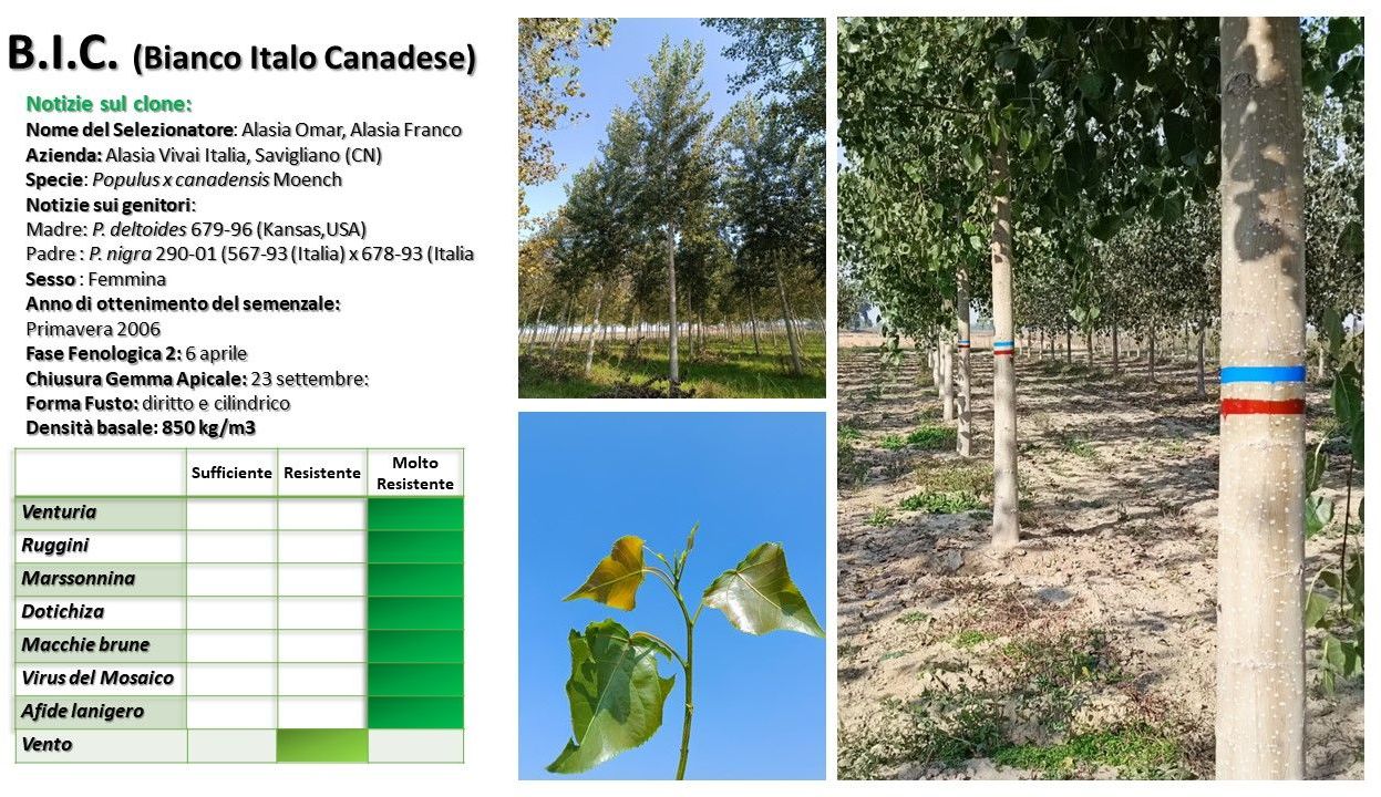 Alberi contrassegnati con bande colorate in un campo, con foto dettagliate delle foglie e una tabella dati.