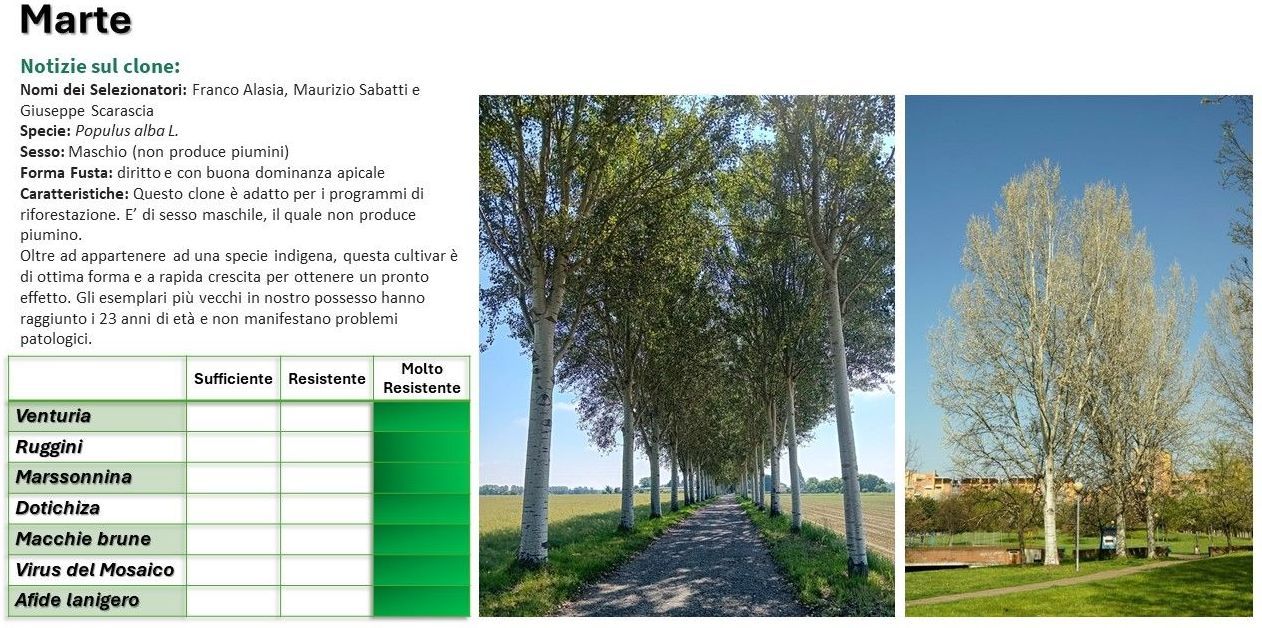 Due foto di alberi alti con un sentiero tra di loro, insieme a una tabella con etichette e campi vuoti.