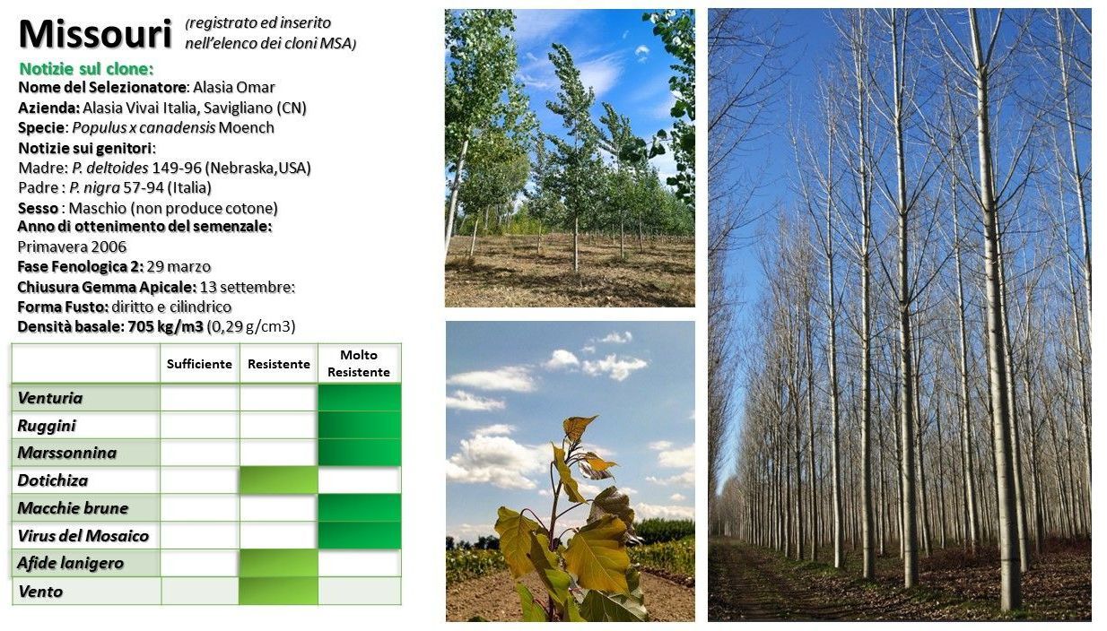 Alberi in fila, grafico e informazioni sul Missouri, con diversi colori verdi nel grafico.