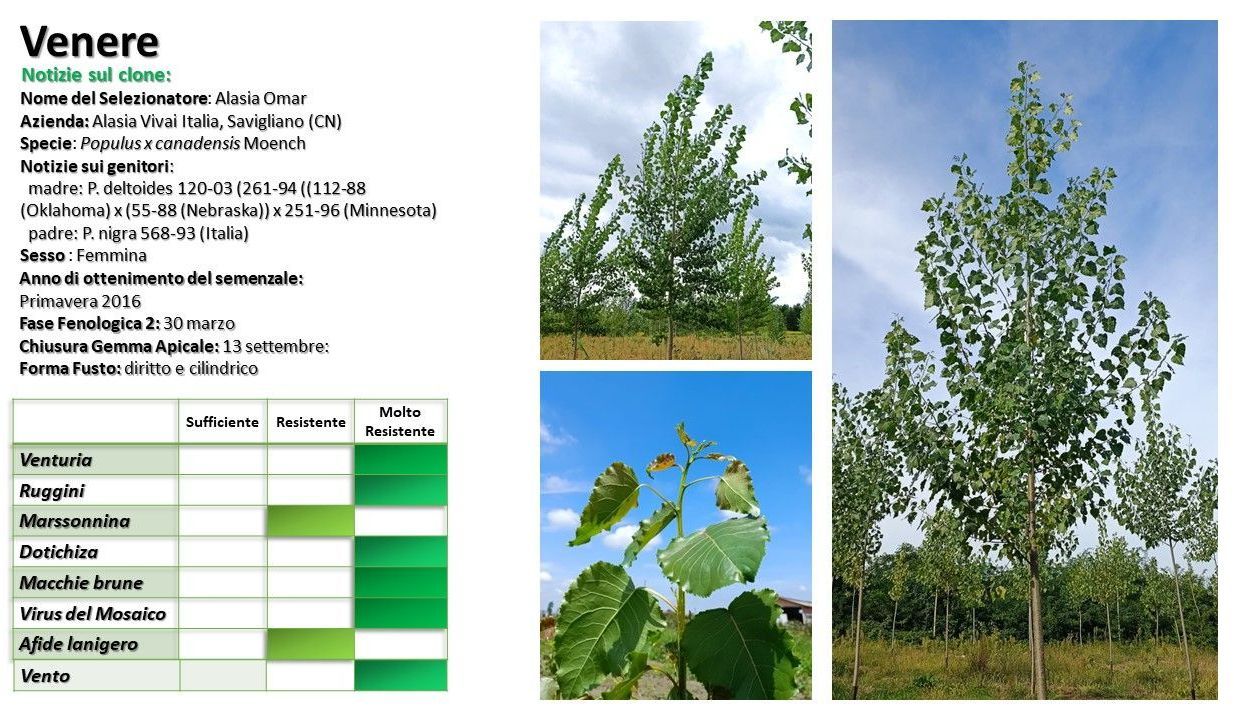 Diagramma che mostra i dati sugli alberi, immagini di un pioppo e delle sue foglie, con tabella delle caratteristiche stagionali.