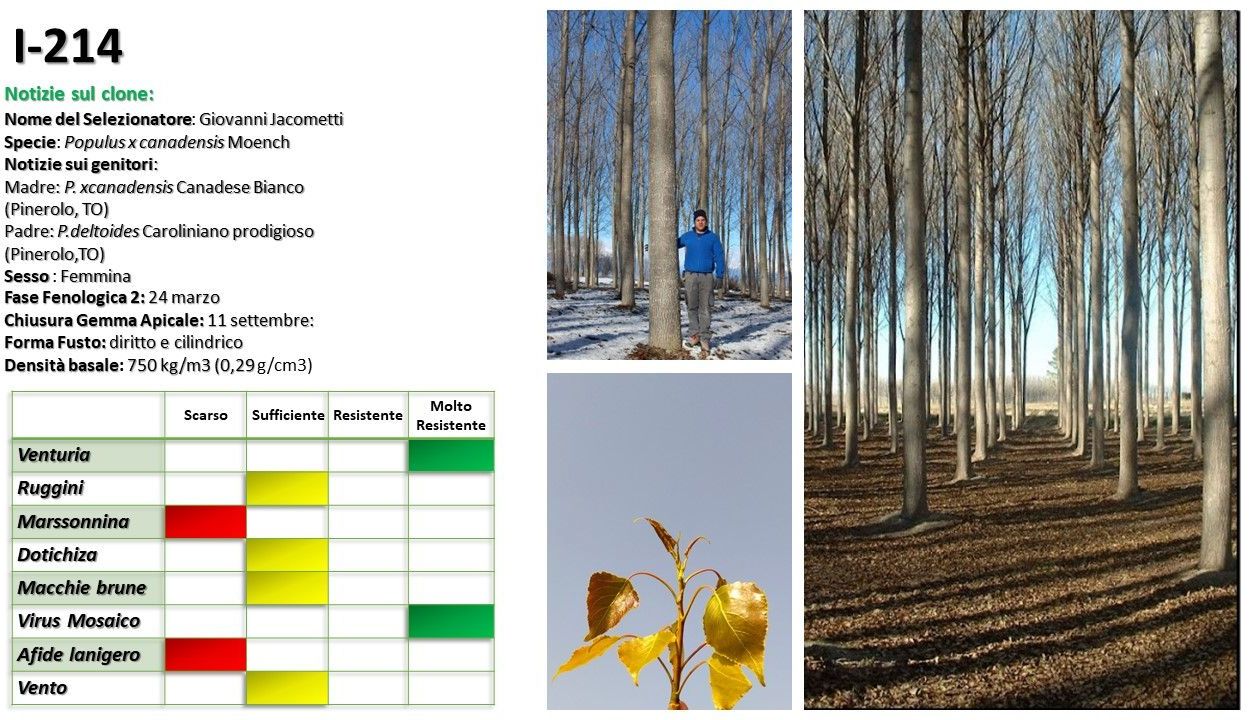Scheda tecnica degli alberi e foto della foresta: grafici, una persona e alberi spogli alla luce del sole.