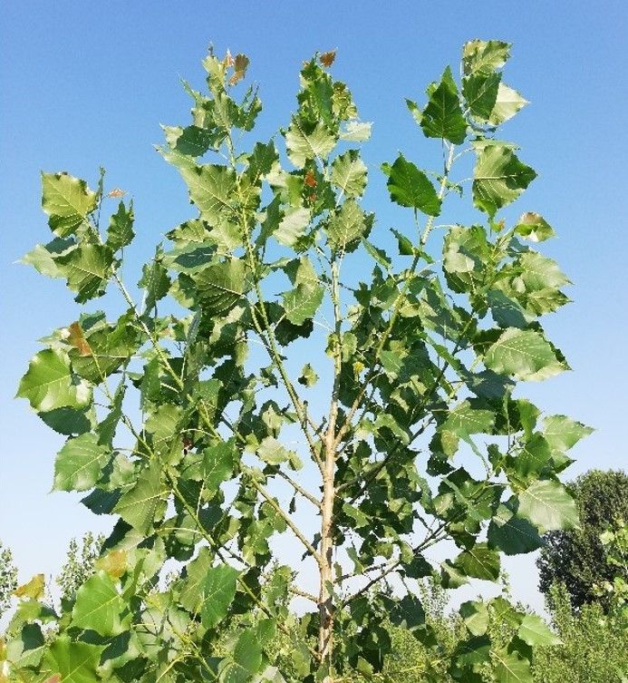 Giovane albero con foglie verdi contro un cielo blu.