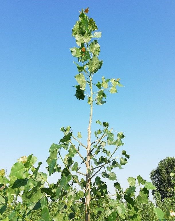 Albero alto e sottile con foglie verdi che si staglia contro un cielo azzurro e terso.