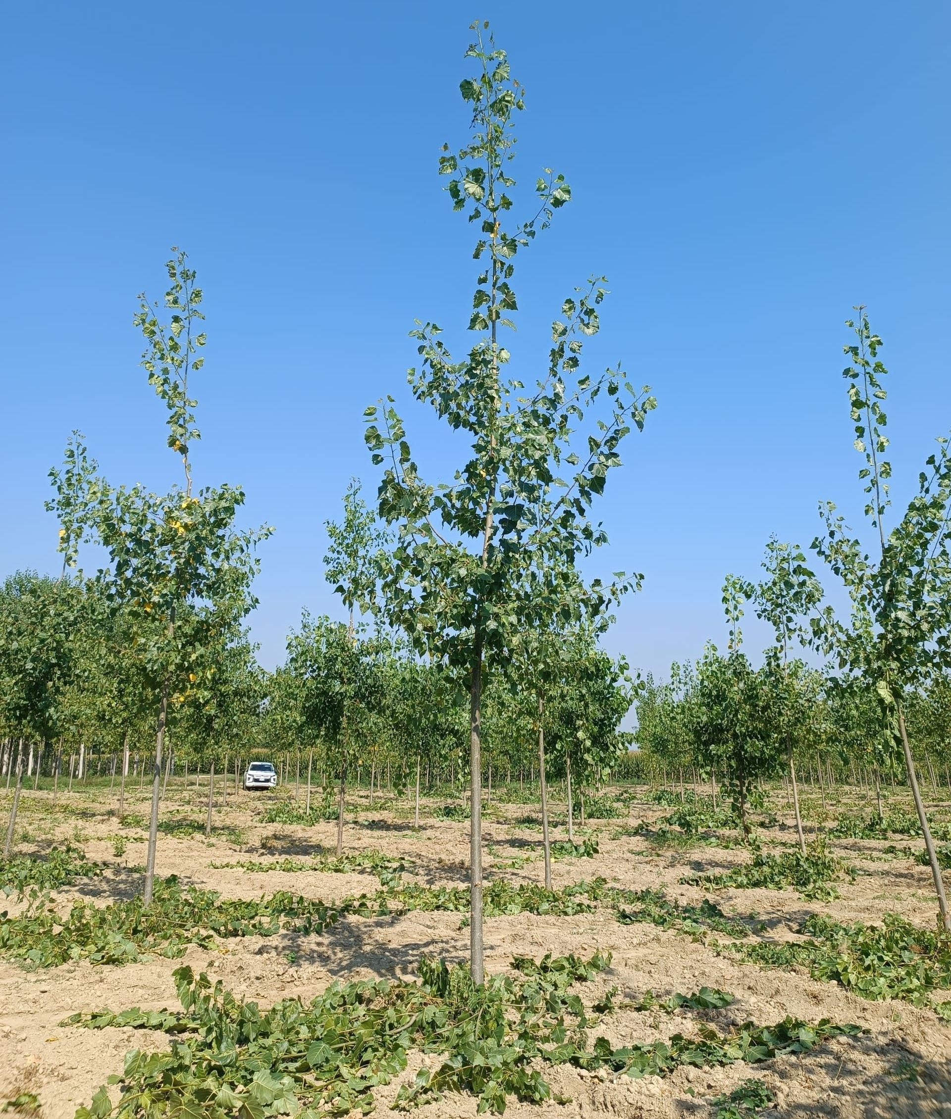 Giovani alberi in un campo aperto sotto un cielo azzurro, file di alberelli.
