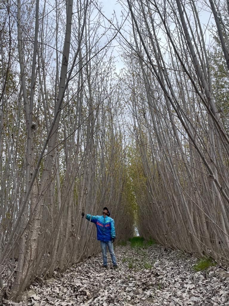 Una persona è in piedi in un boschetto di alberi alti e spogli, e indica. Il cielo è coperto.