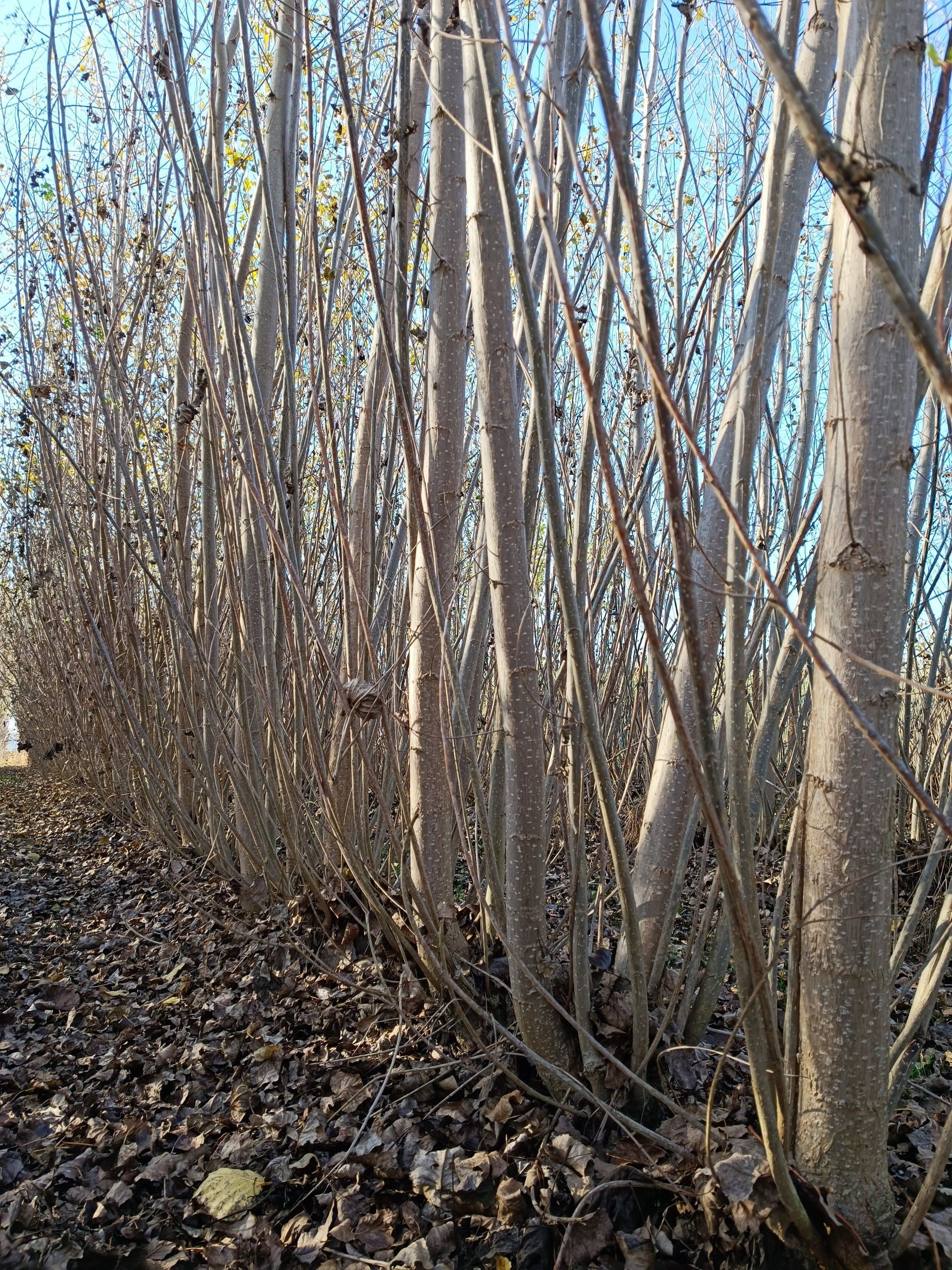 Fila di alberi alti e snelli con rami spogli, adagiati su un letto di foglie cadute, sotto un cielo azzurro.