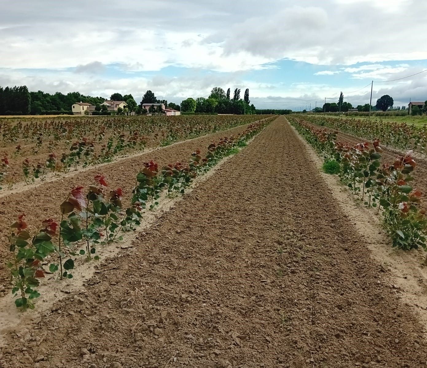 File di giovani piante in un campo, con terreno arato e un cielo nuvoloso sullo sfondo.