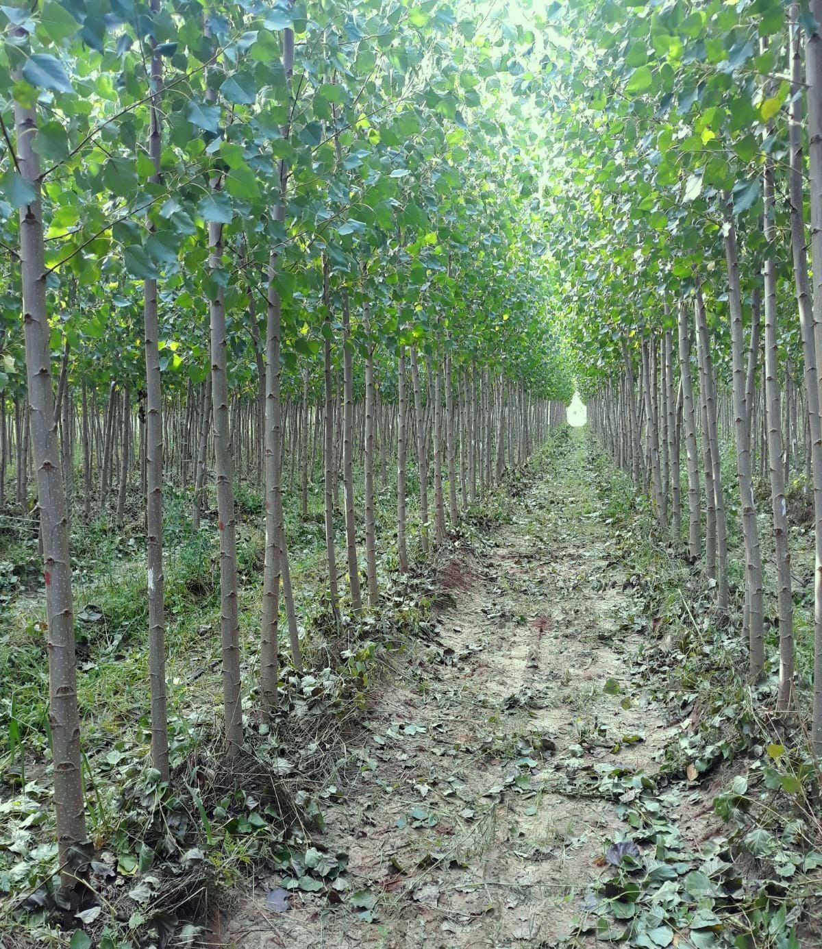 File di giovani alberi in una foresta con un sentiero sterrato in mezzo. Foglie verdi, tronchi grigi.
