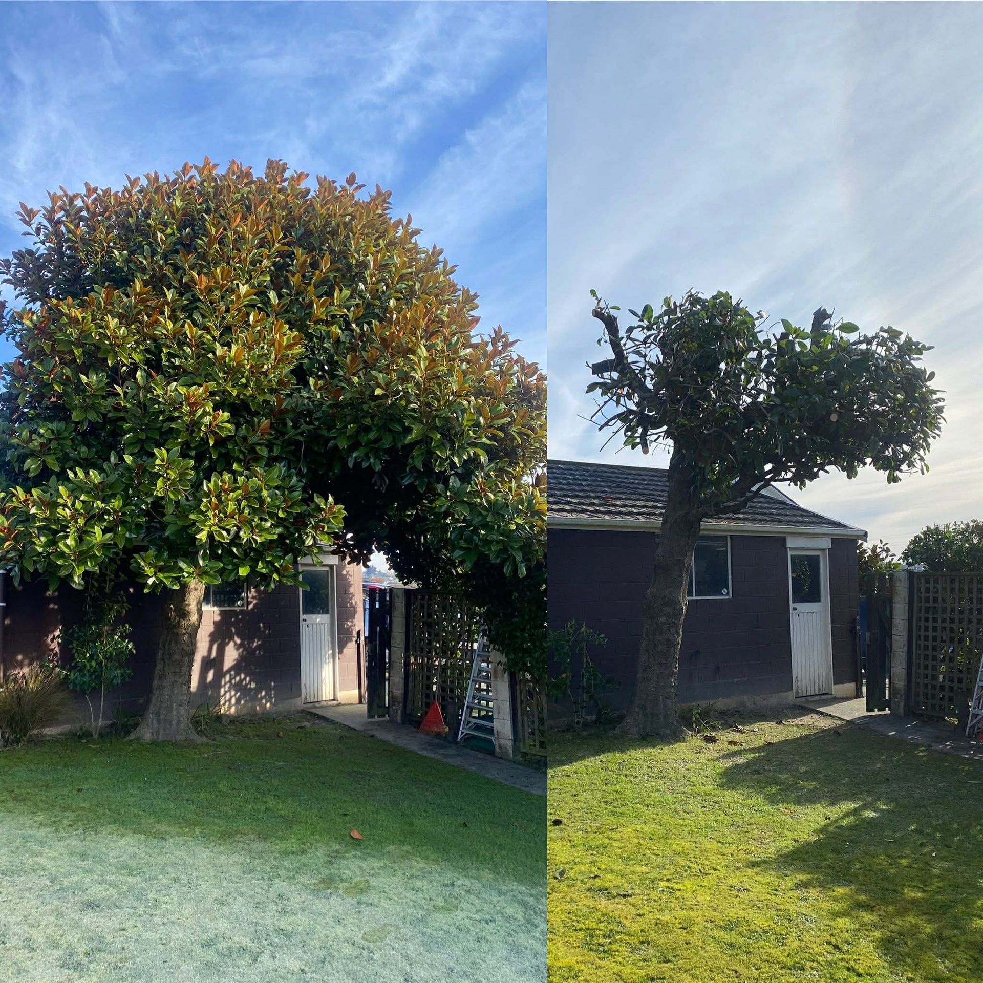 Tree Trimming 