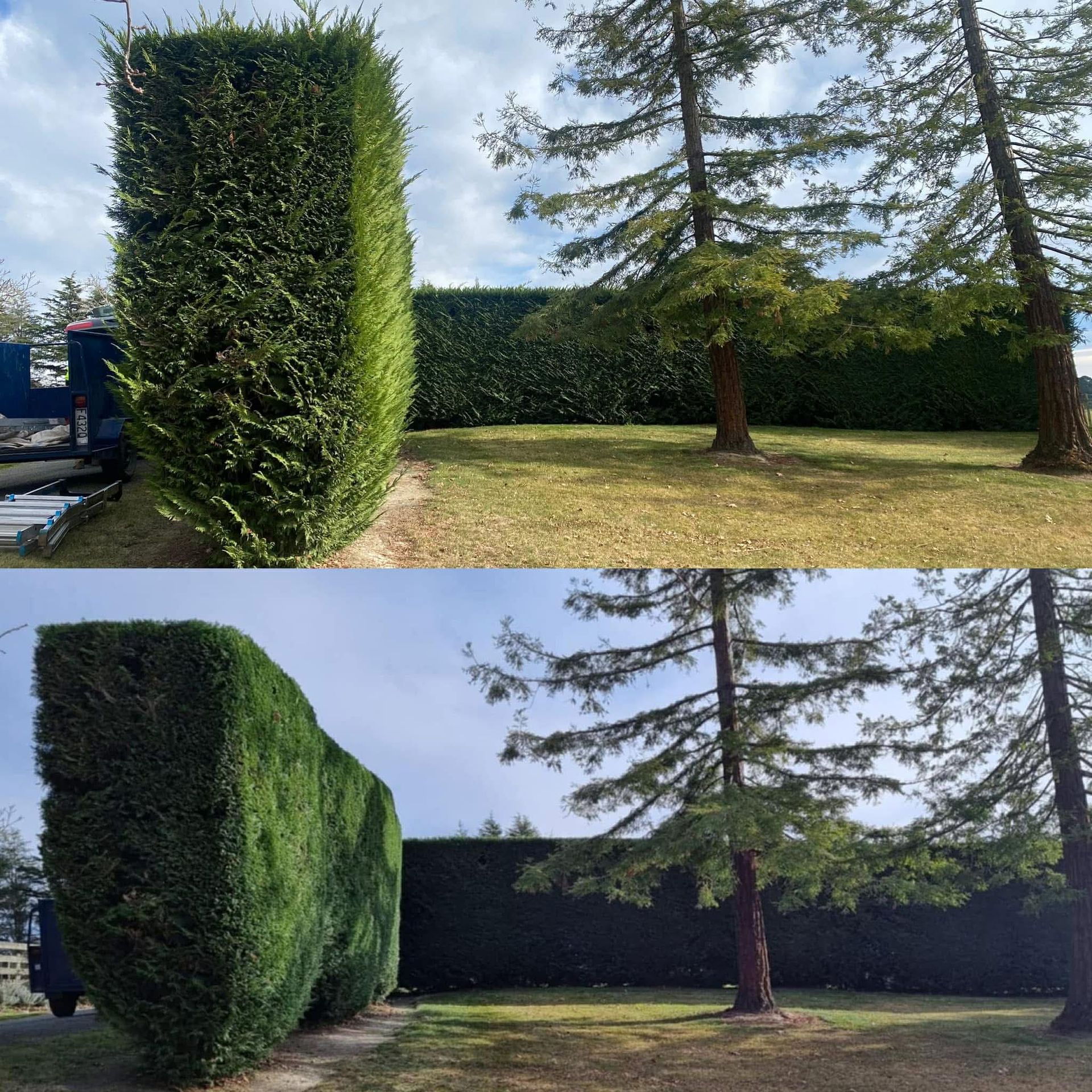 Hedge and Bush Trimming