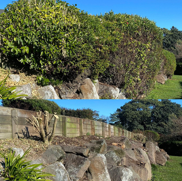 Before-and-after view of a landscaped rock wall, with overgrown green shrubs above and trimmed plants below.