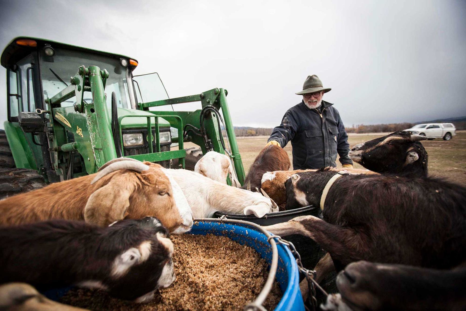 farm animals