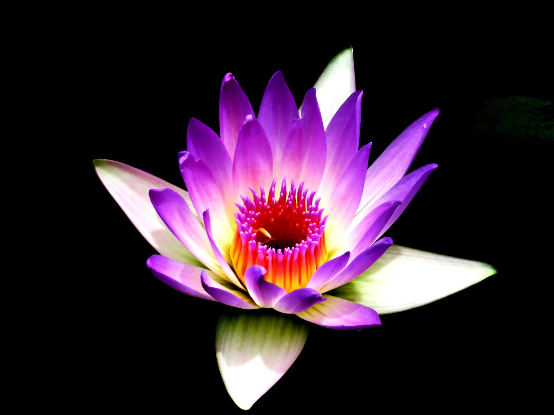 Purple and white lotus flower with a bright red center on a black background