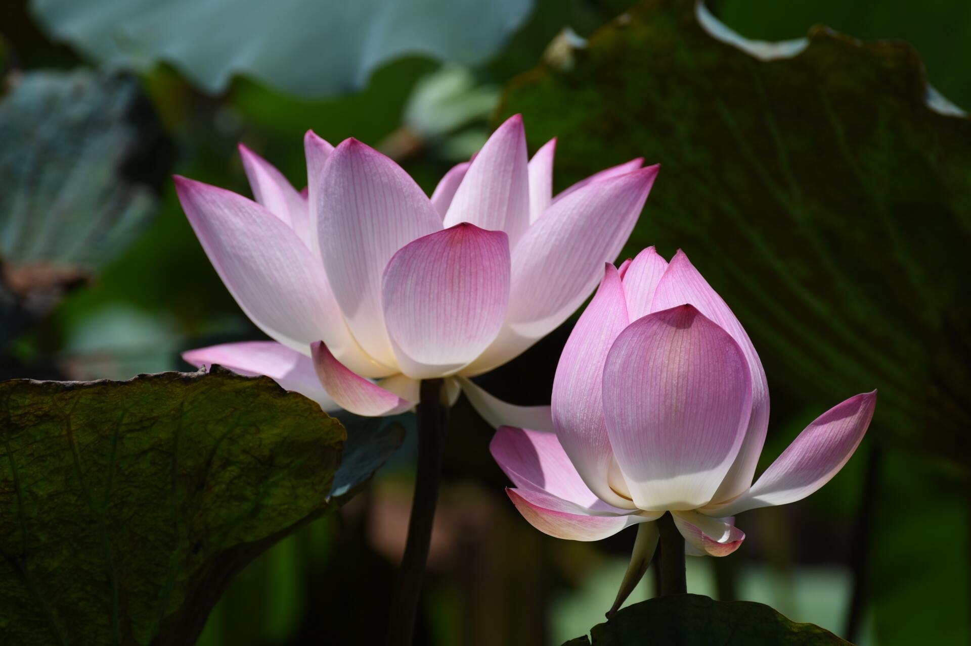 Two pink lotus flowers blooming among dark green leaves