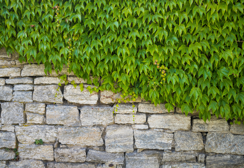 A weathered gray stone wall partially covered by a dense, vibrant green blanket of ivy leaves.
