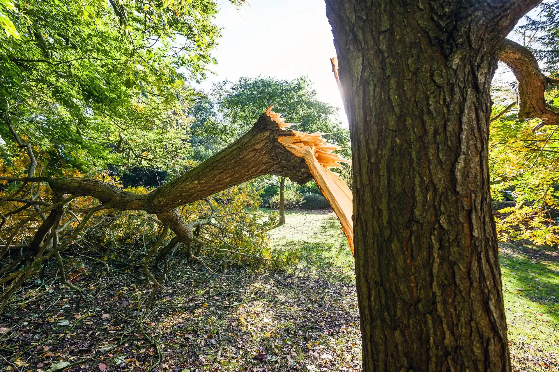 Emergency Tree Services