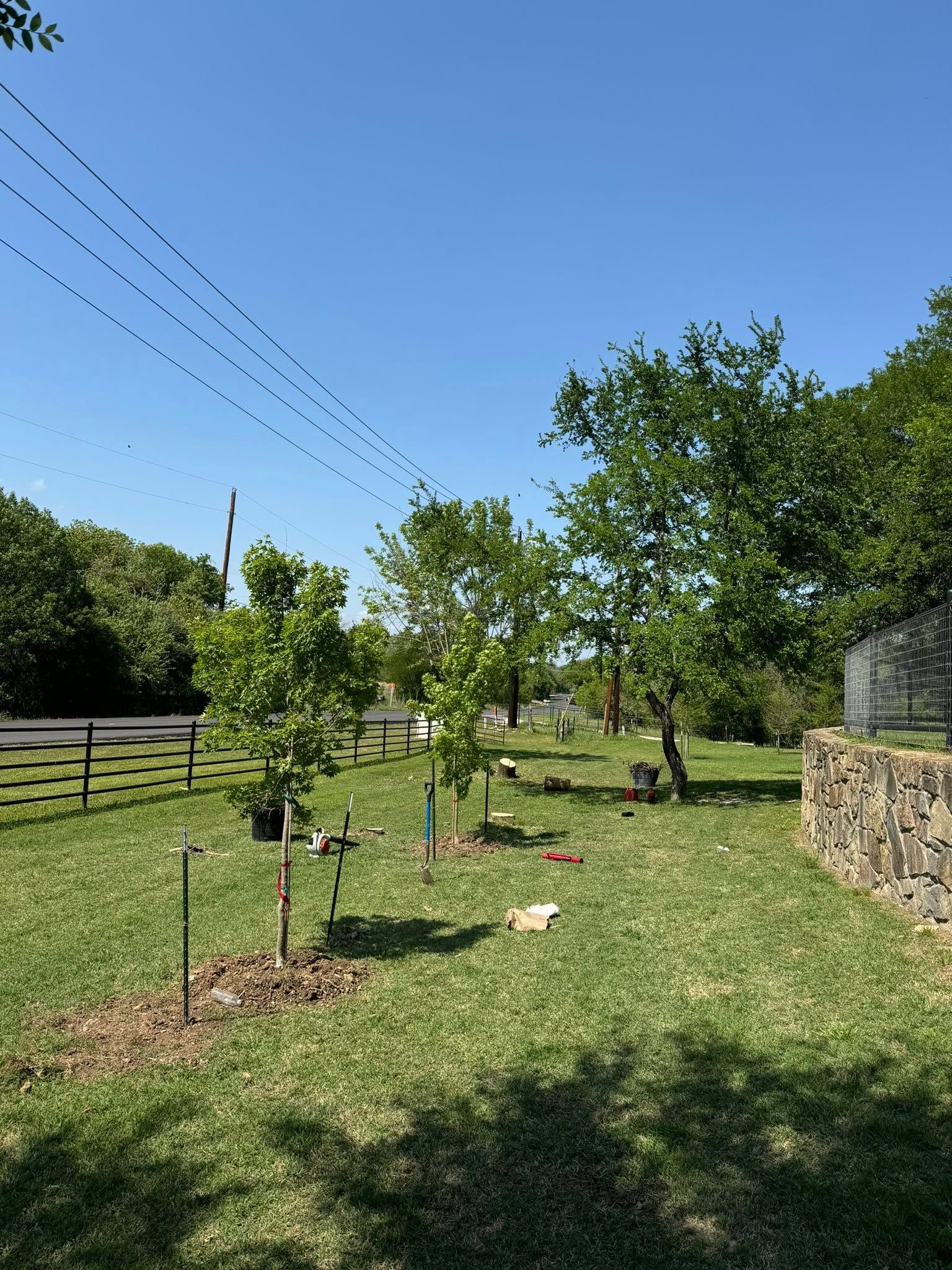Sunny garden with young trees, grassy lawn, wooden fence, and stone wall under a clear blue sky