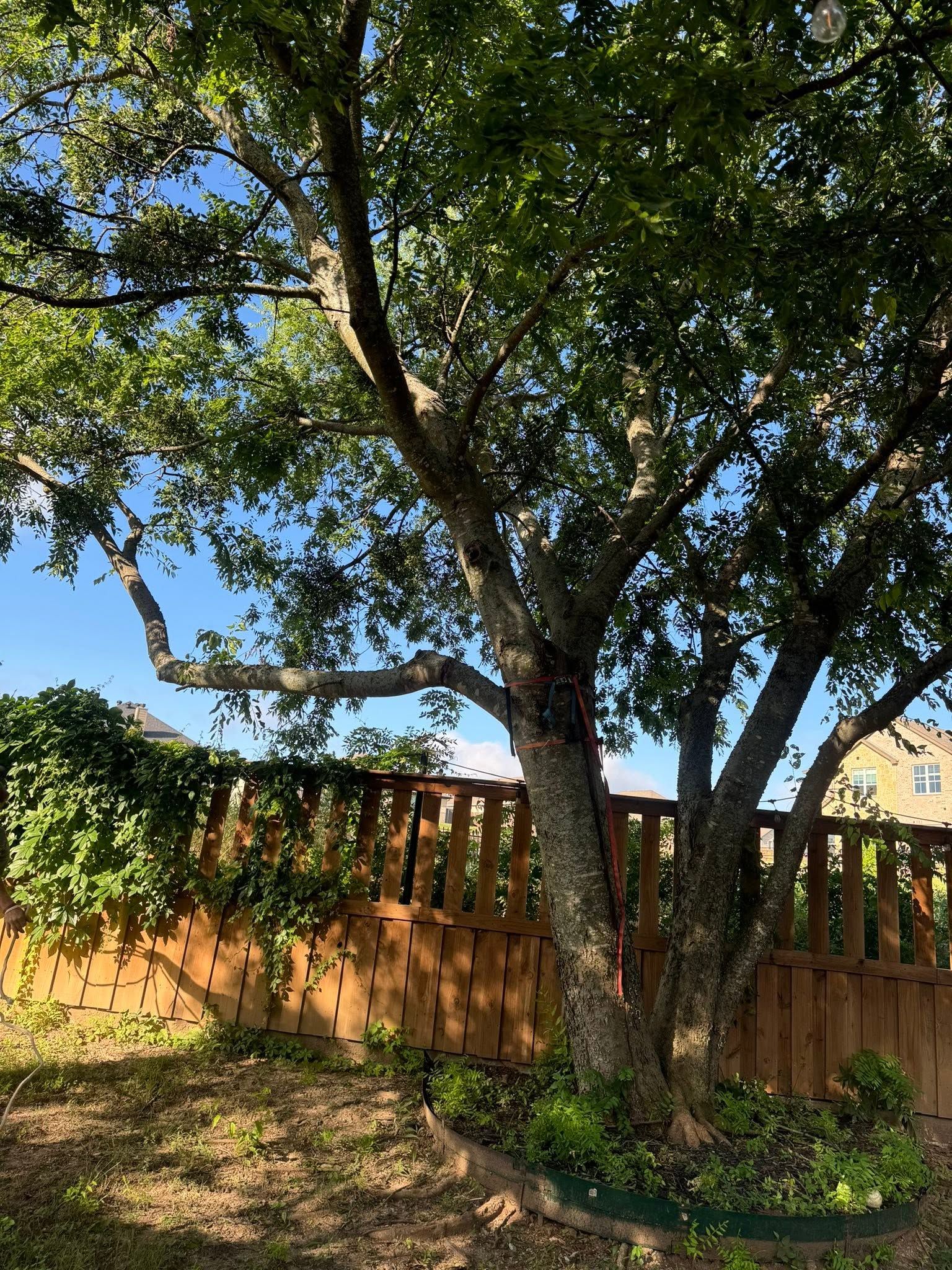 Sunny backyard with a large tree, wooden fence, and grassy ground under a blue sky