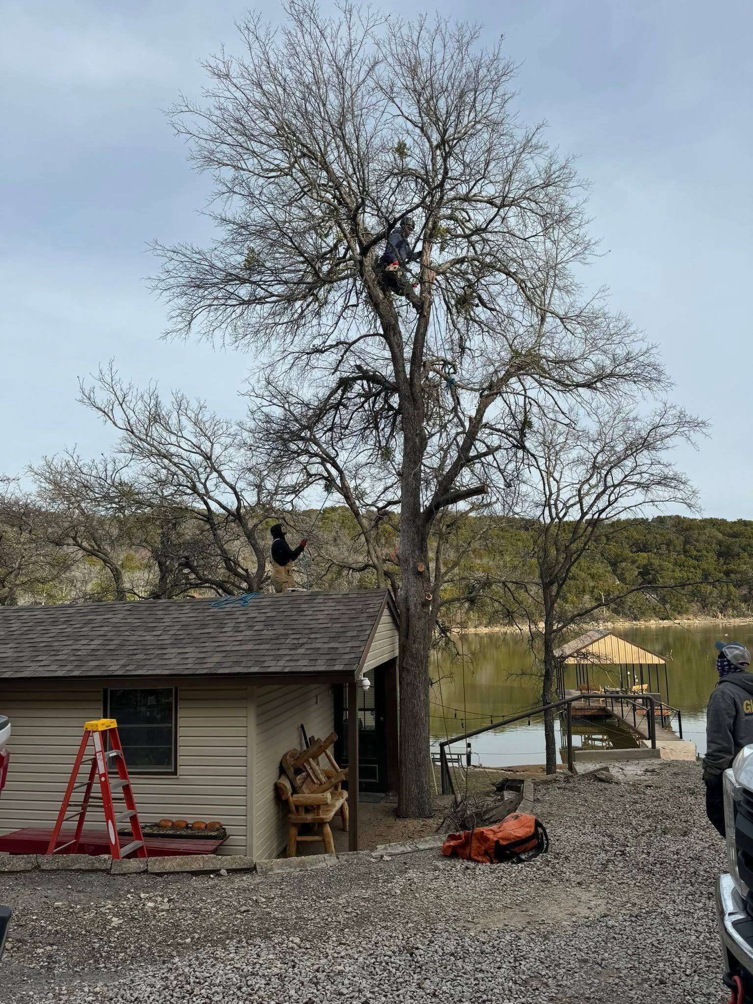 Tall leafless tree beside a shed and lake, with a red ladder and yard equipment in front.