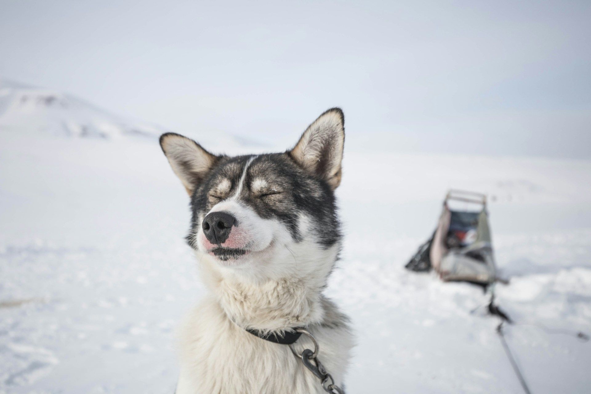 En huskyhund sitter i snøen med lukkede øyne.