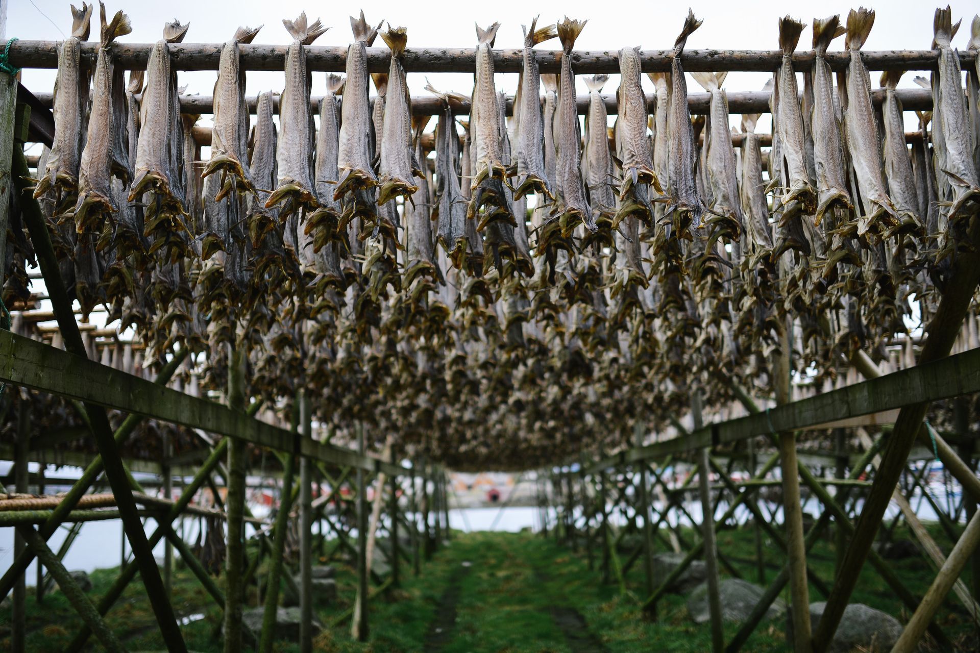 En haug med fisk henger fra et tregjerde.
