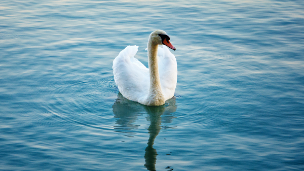 Swan floating in a lake