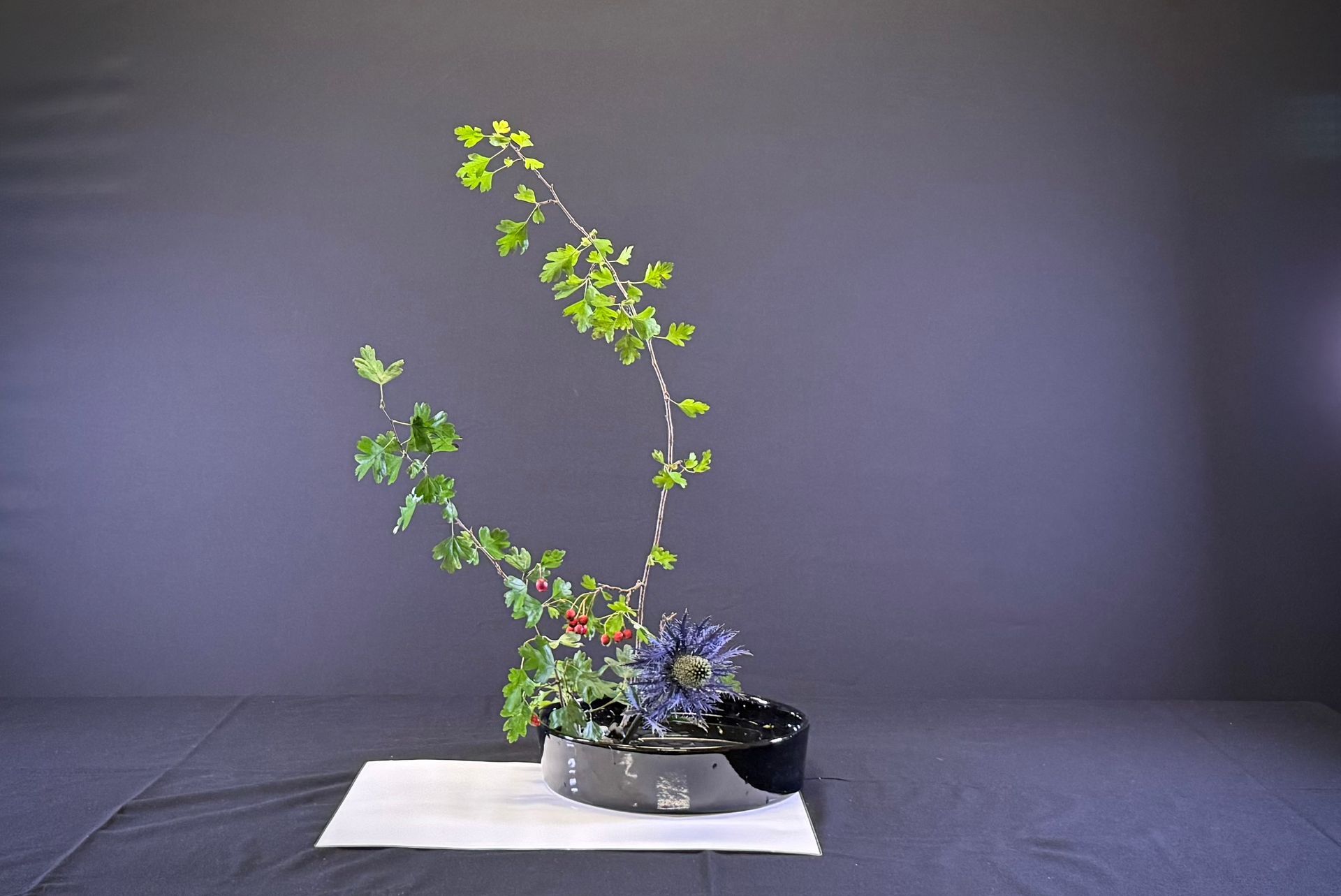 Ikebana bloemstuk met een gebogen groene tak en blauwe bloemen in een zwarte schaal.