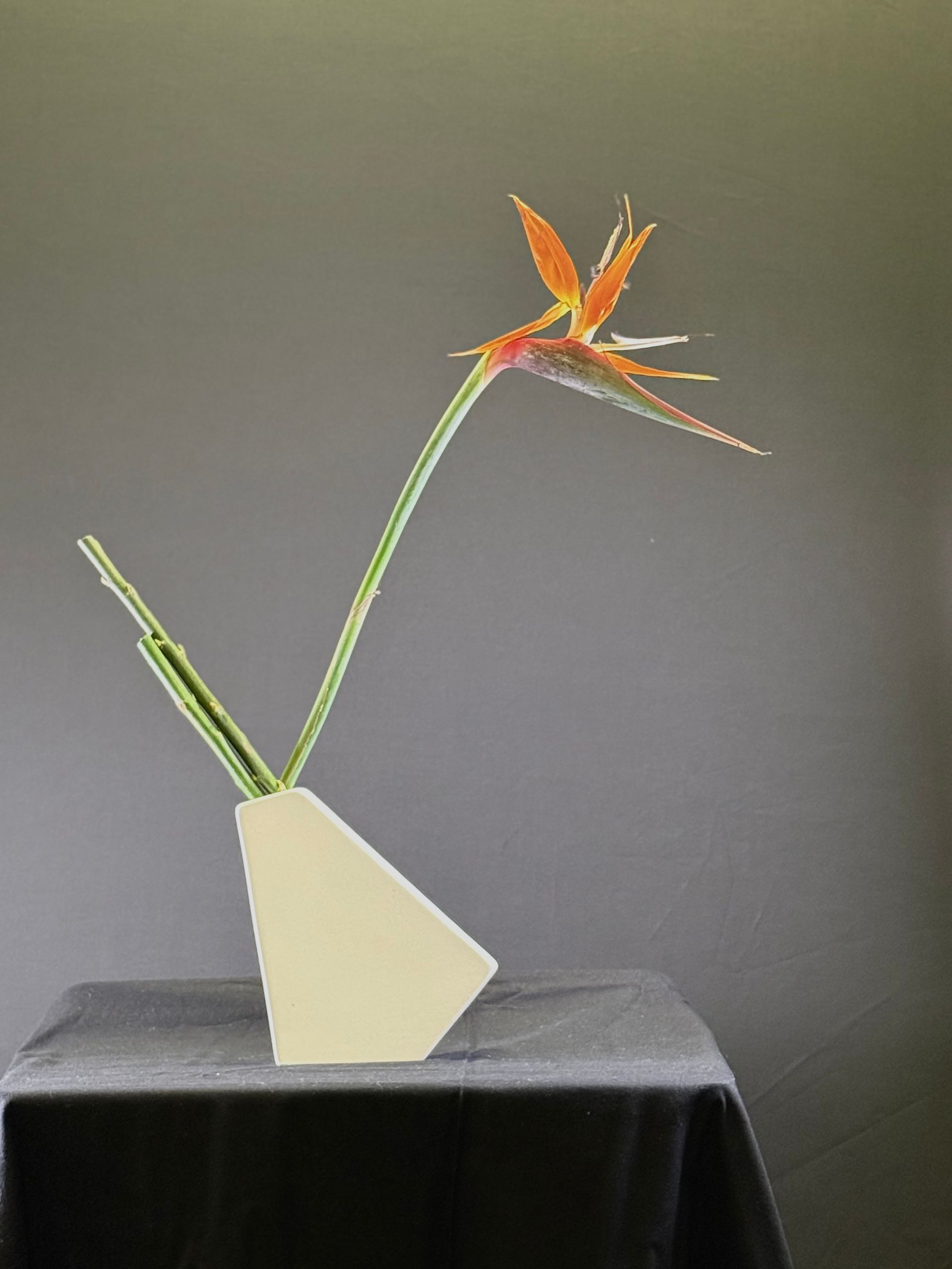 Een enkele paradijsvogelbloem in een moderne crèmekleurige vaas op een zwart tafelkleed. Grijze achtergrond.