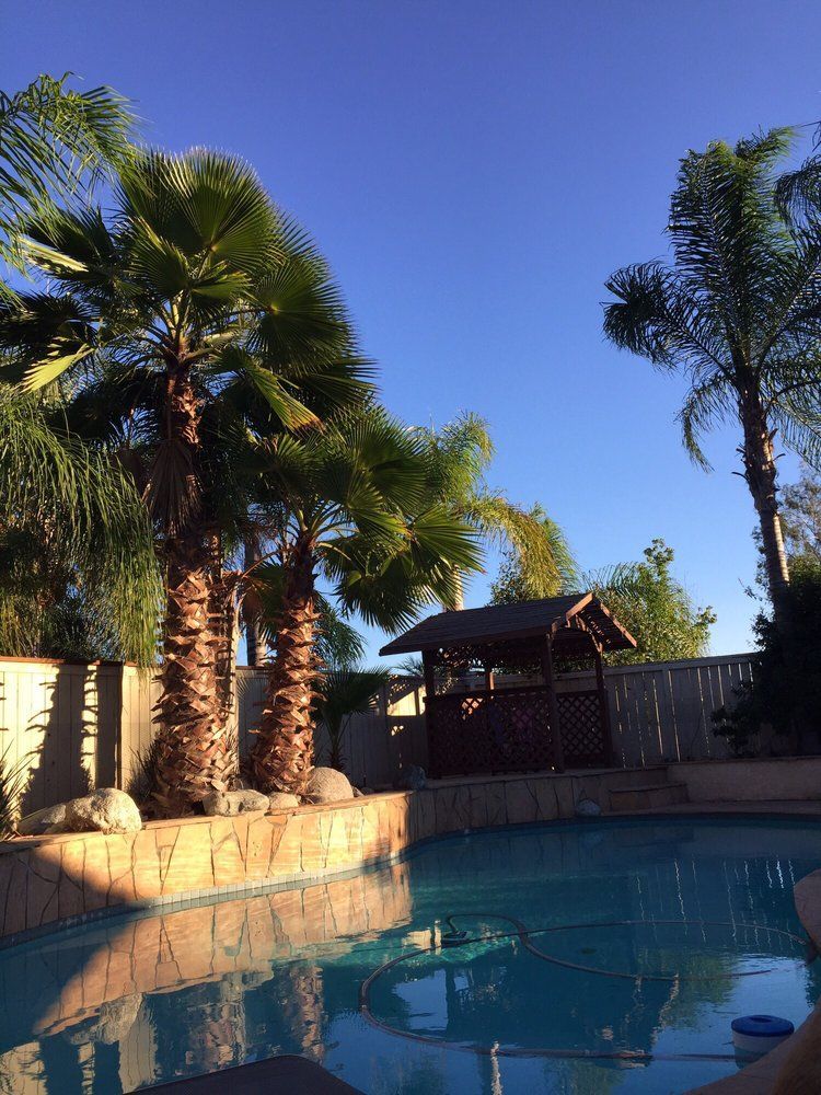 Backyard pool with palm trees, a small cabana, and clear blue sky