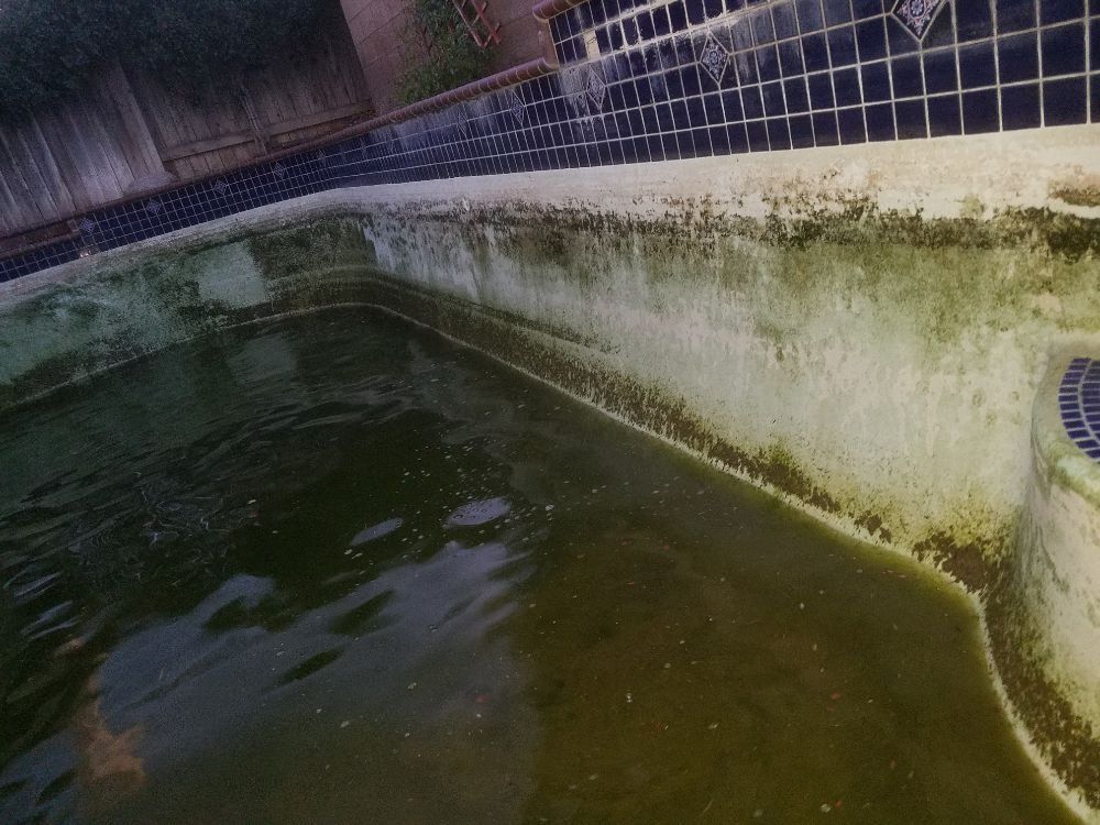 Dirty green water in a concrete pool with stained walls and a tiled edge