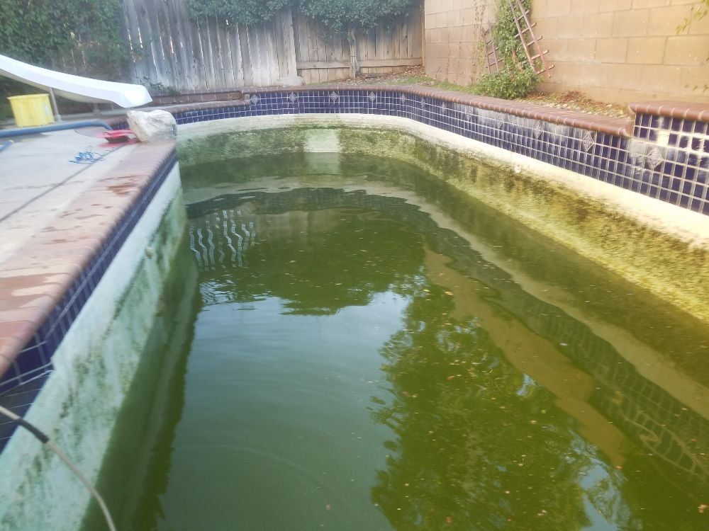Murky green swimming pool with tiled edges and no people visible