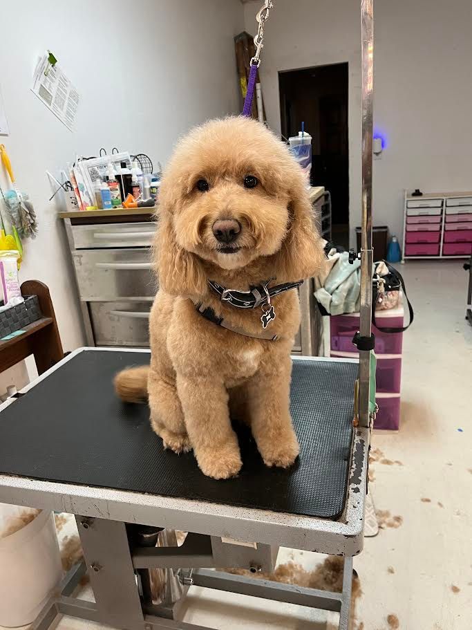 Brown Poodle sitting on grooming table, freshly groomed. Smiling, wearing a collar in a grooming shop.