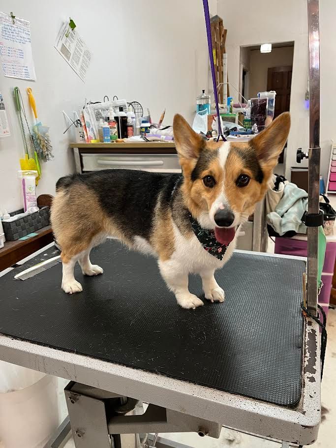 Tricolor Pembroke Welsh Corgi on a grooming table, wearing a bandana, smiling, indoors.