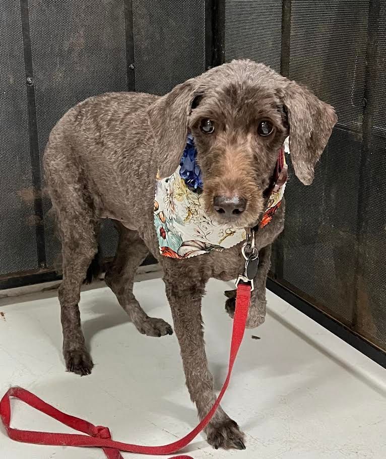 Brown dog wearing a floral bandana and red leash standing indoors.