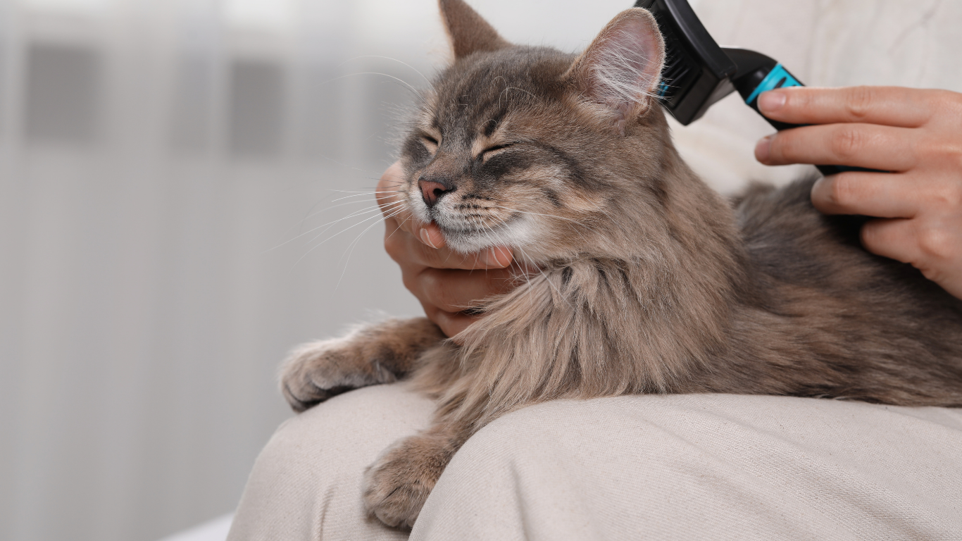 Cat being brushed, enjoying the attention; person holds cat on lap indoors.