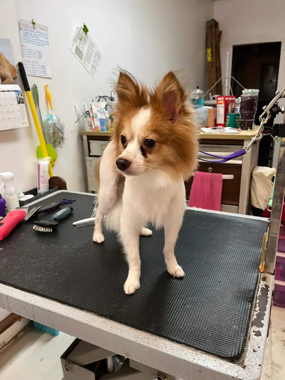 Dog with white and brown fur, freshly groomed, standing on a grooming table.