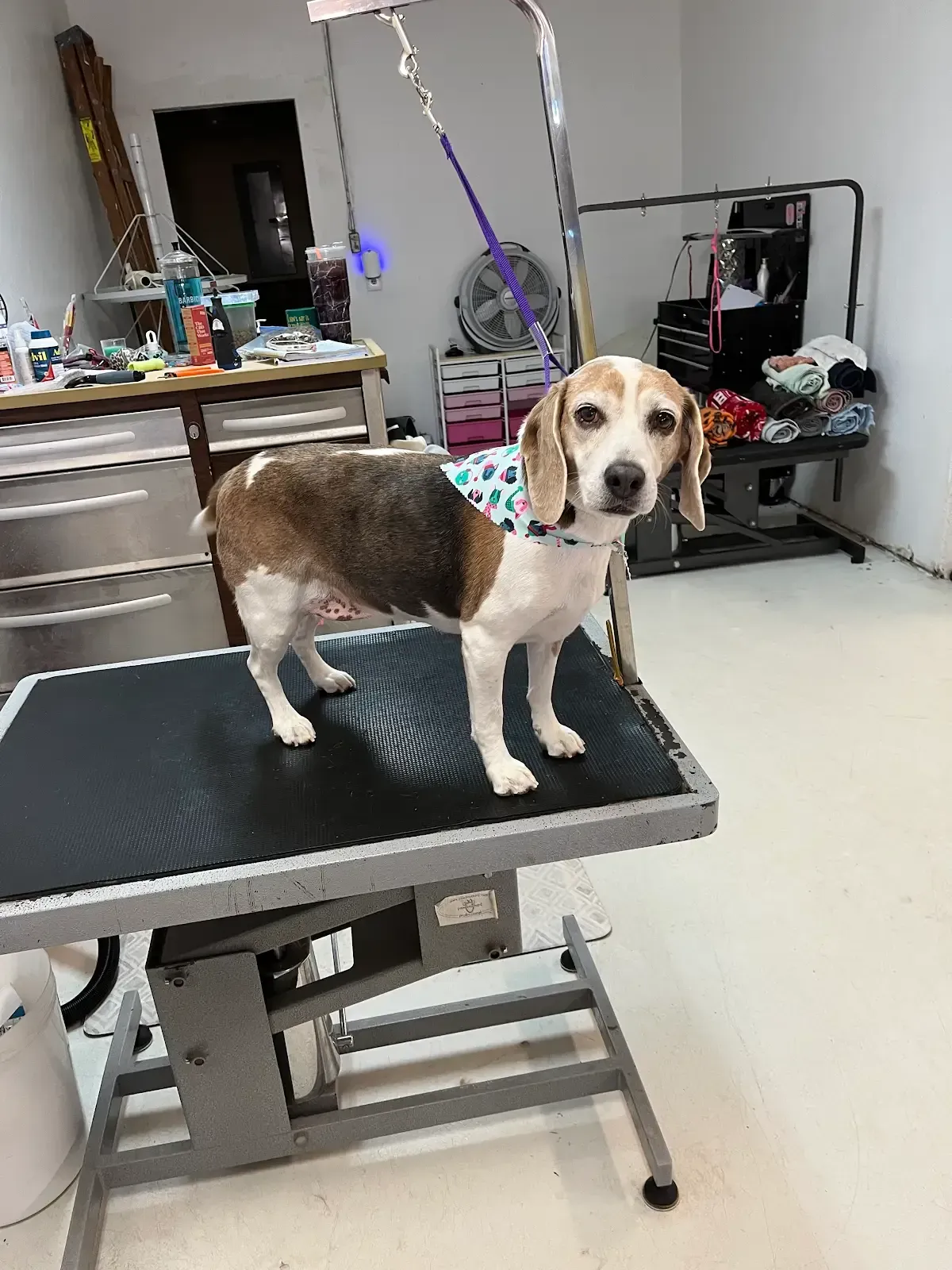 Beagle dog stands on a grooming table, wearing a blue patterned shirt, in a grooming shop.