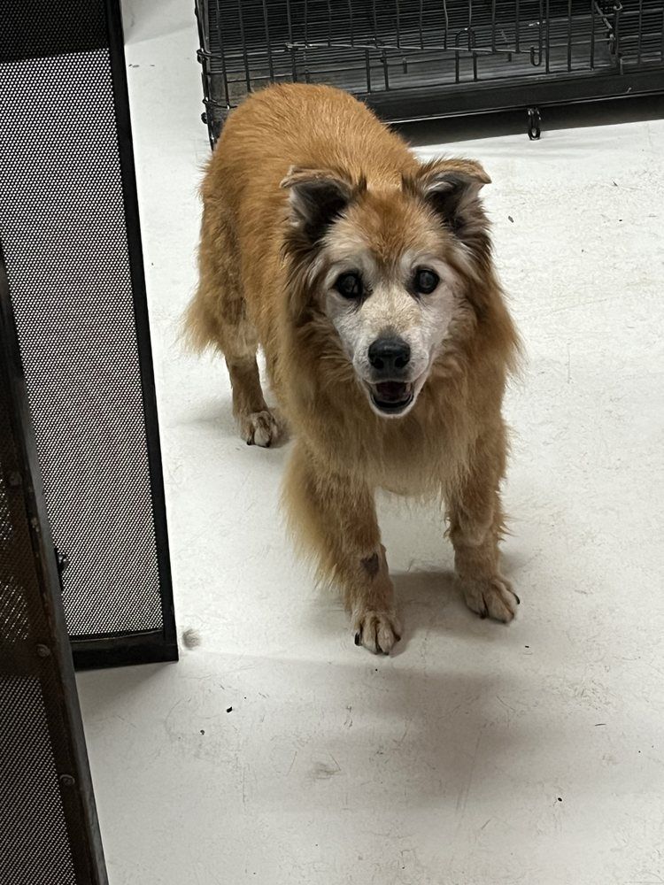 Tan and white dog standing inside, looking at the camera.