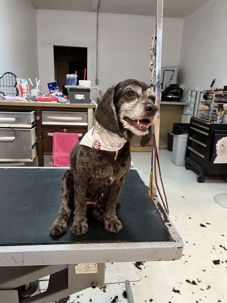Black poodle on grooming table, tongue out, in a grooming shop setting.