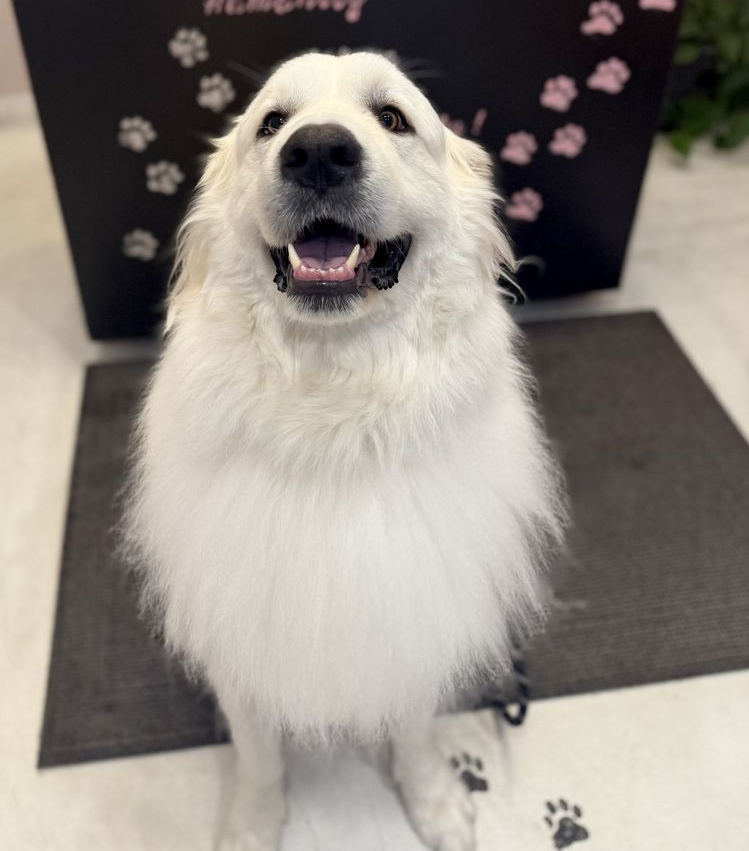 Smiling white dog sitting, black paw prints in background.