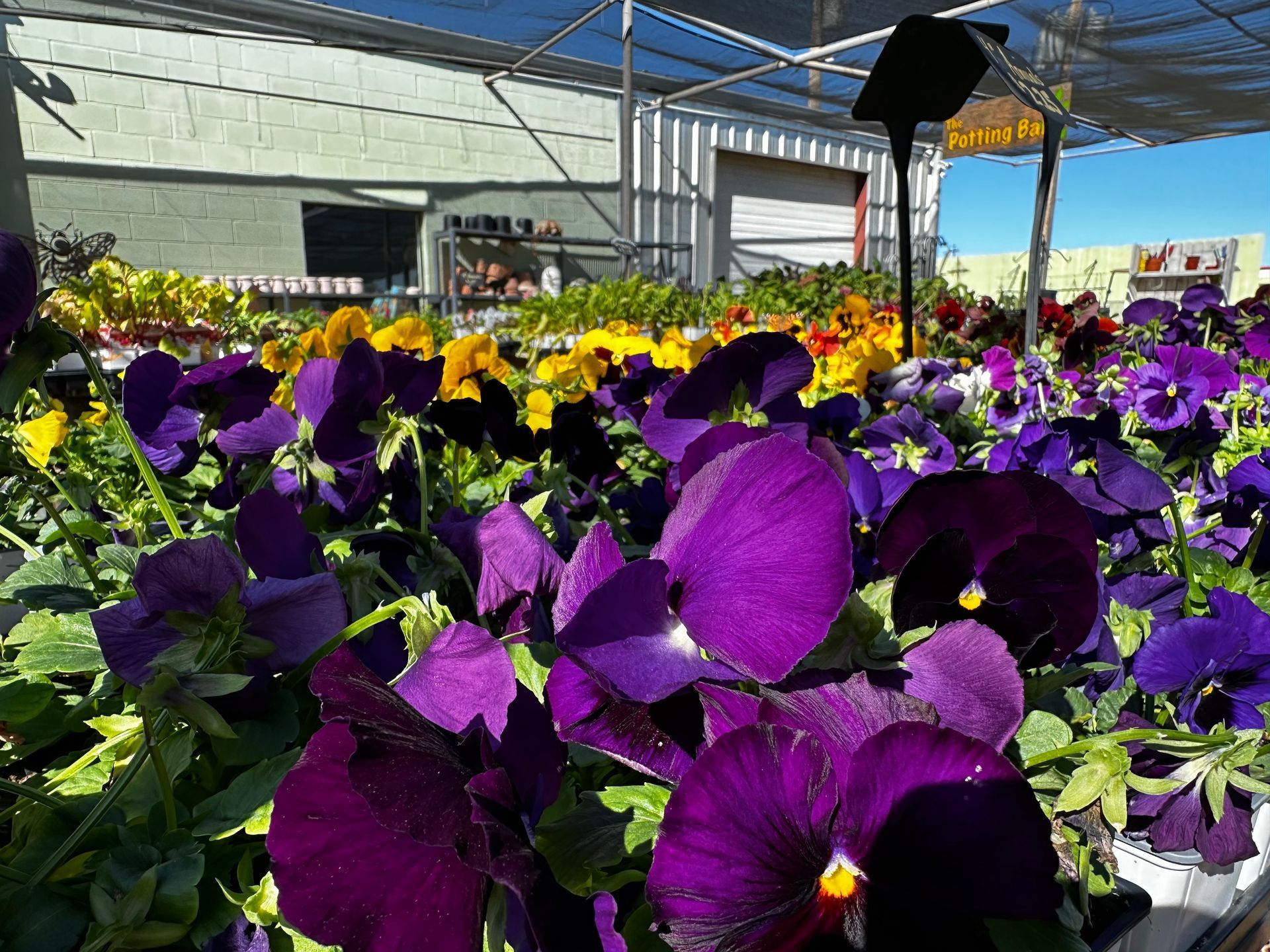 A bunch of purple flowers are growing in a greenhouse